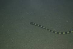 Hydrophis coggeri