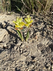 Lachenalia orchioides