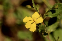 Goodenia ovata