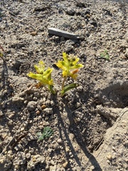 Lachenalia orchioides