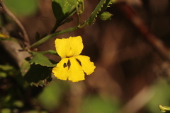 Goodenia ovata