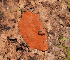 Hypoxylon crocopeplum