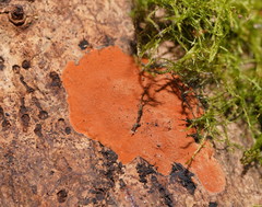 Hypoxylon crocopeplum