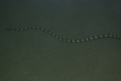 Hydrophis coggeri