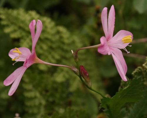 Ixia longituba