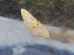 Idaea calunetaria