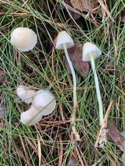 Mycena