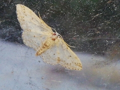 Idaea calunetaria
