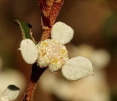 Spyridium thymifolium