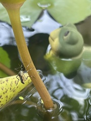 Nematocera