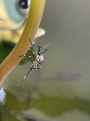 Nematocera