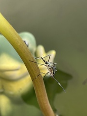 Nematocera