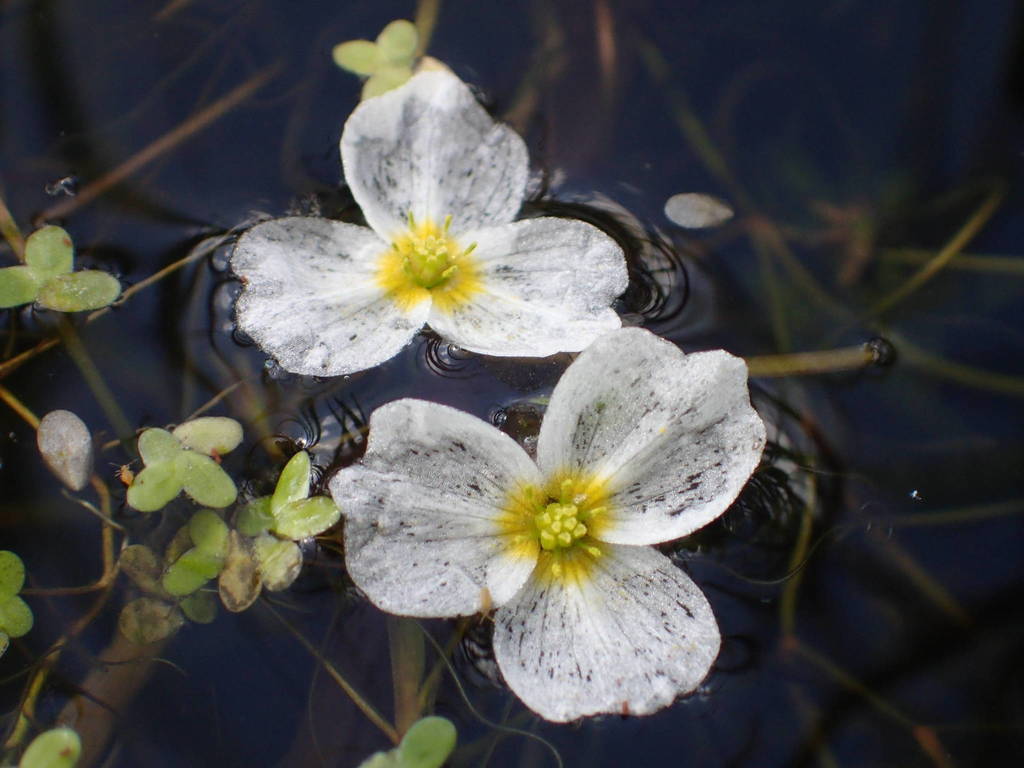 floating water-plantains
