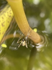 Nematocera