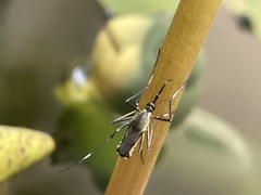 Nematocera