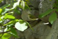 Phylloscopus nitidus