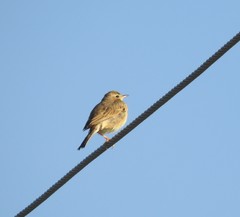 Anthus godlewskii