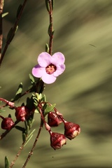 Euryomyrtus ramosissima