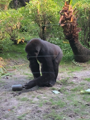 Gorilla gorilla