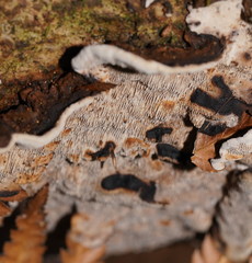 Datronia brunneoleuca