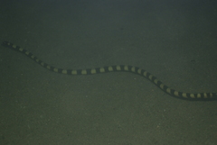 Hydrophis coggeri