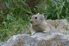 Ochotona rufescens