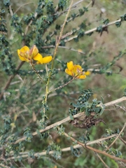Adenocarpus complicatus