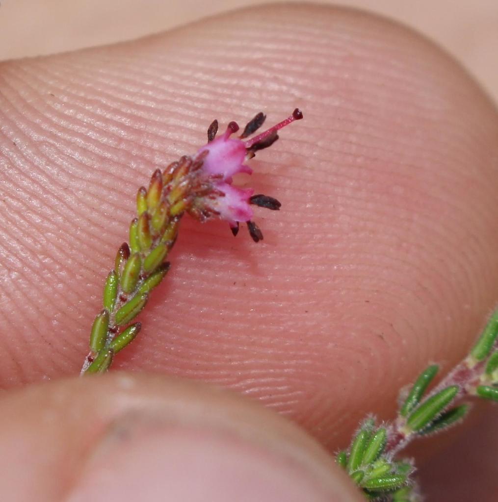 Erica bolusanthus
