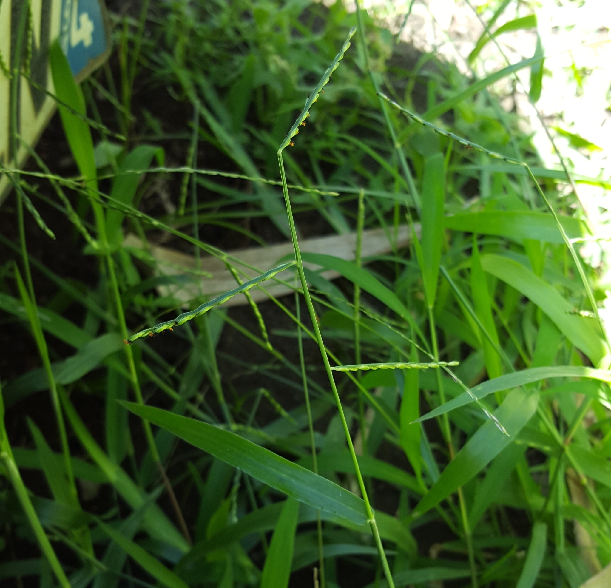 (c) François Rousseu, certains droits réservés (CC BY-NC) https://www.inaturalist.org/observations/95014155