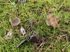 Clitocybe