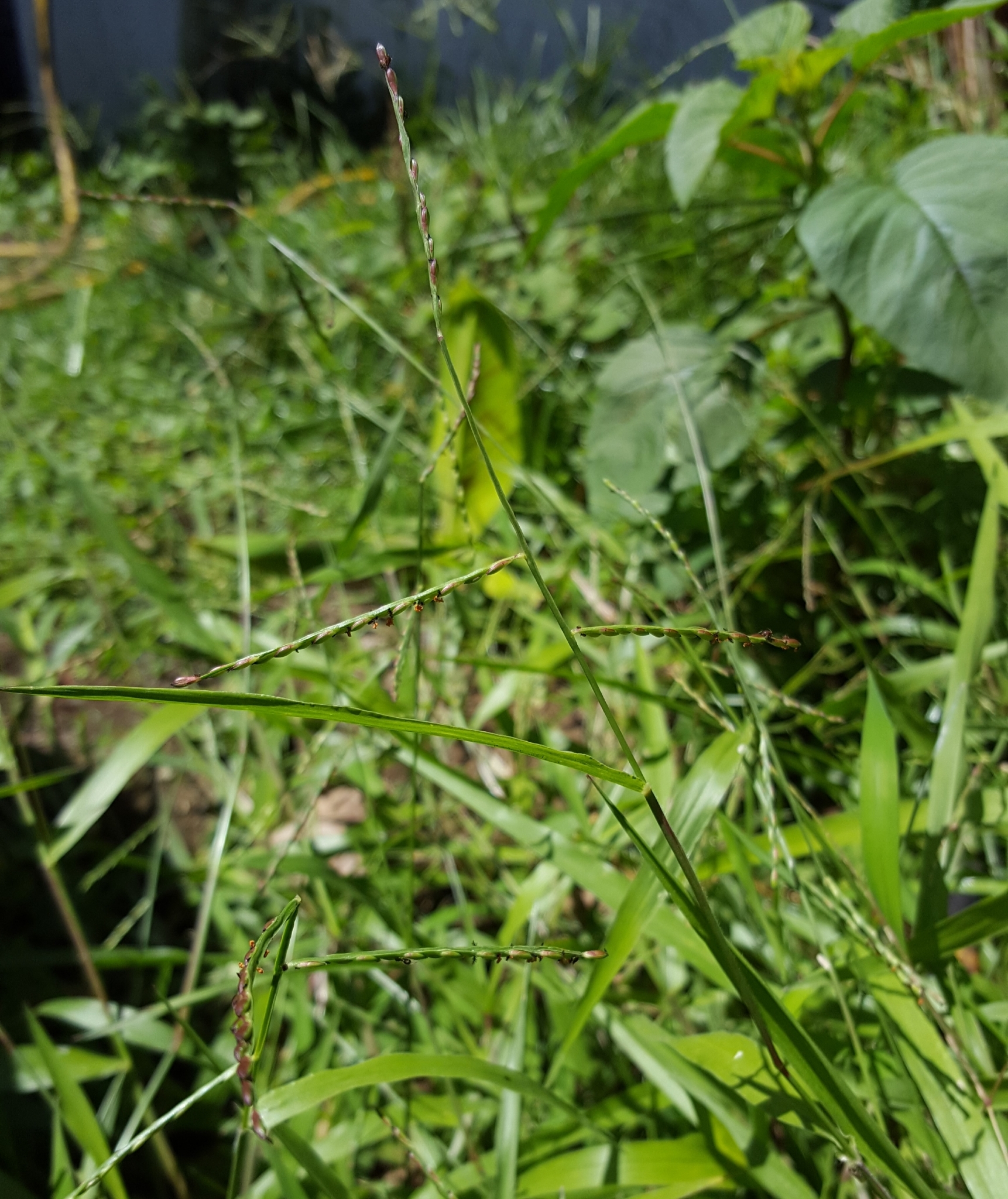 (c) François Rousseu, certains droits réservés (CC BY-NC) https://www.inaturalist.org/observations/95014155