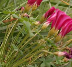 Oxalis heterophylla