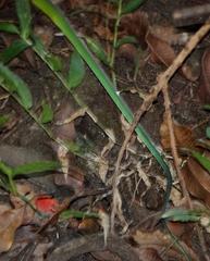 Philothamnus hoplogaster