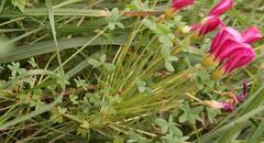 Oxalis heterophylla