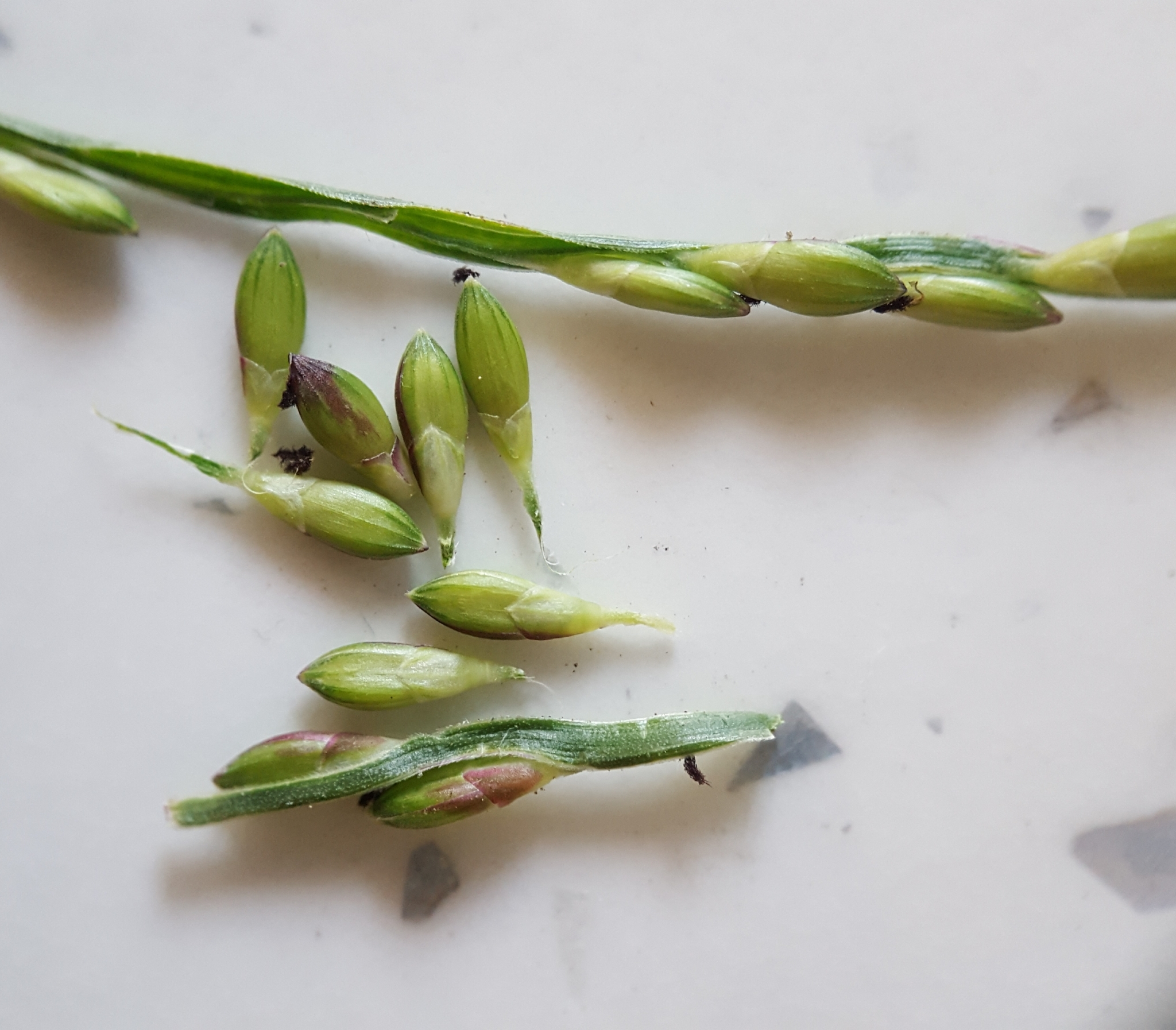 (c) François Rousseu, certains droits réservés (CC BY-NC) https://www.inaturalist.org/observations/95014155