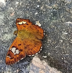 Pseudocoladenia dan fatih