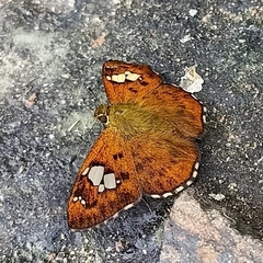 Pseudocoladenia dan fatih