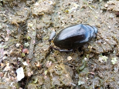 Hydrophilus aterrimus