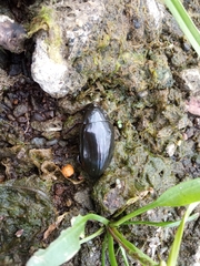 Hydrophilus aterrimus