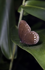 Ethope henrici