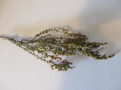 Erica inamoena