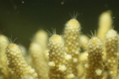 Acropora humilis