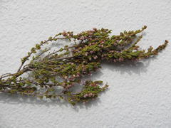 Erica inamoena