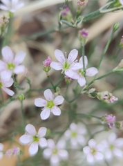 Petrorhagia saxifraga