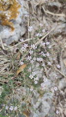 Petrorhagia saxifraga