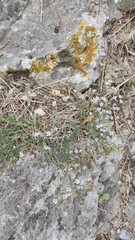 Petrorhagia saxifraga