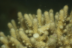 Acropora humilis