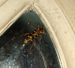 Xylotrechus subscutellatus