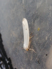 Coscinia chrysocephala