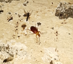 Cistelomorpha semirubra